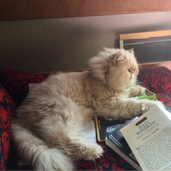 Meet your Posher, Liz - Picture 4 of 4